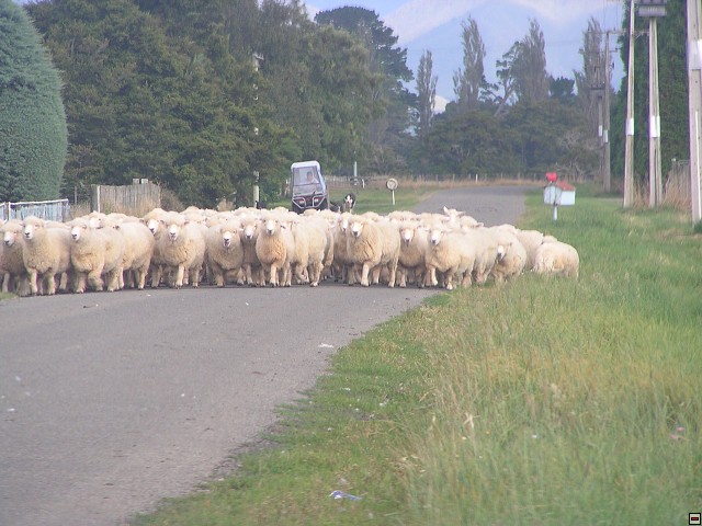 NZ leden-unor 2006 122.jpg